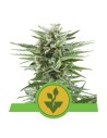ROYAL QUEEN SEEDS - Easy Bud Auto - 1
