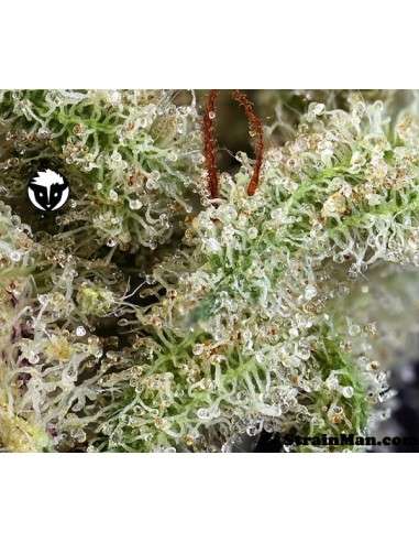 RARE DANKNESS - Ghost Train Haze 1 - 3