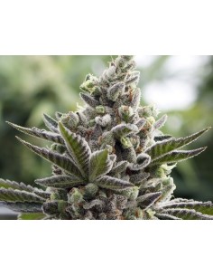RARE DANKNESS - Scotts OG - 1