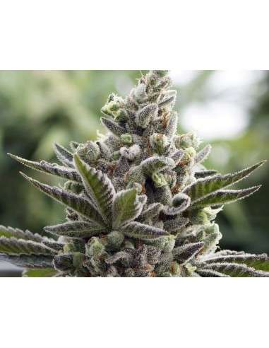 RARE DANKNESS - Scotts OG - 1