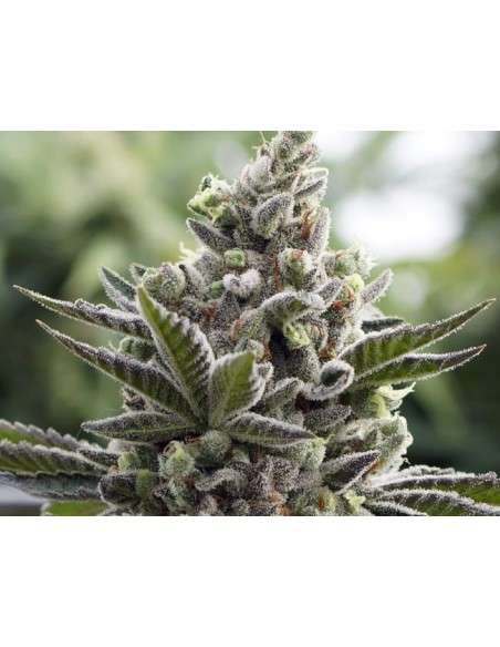 RARE DANKNESS - Scotts OG - 1