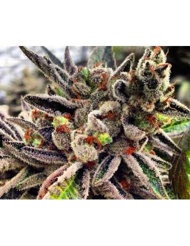 RARE DANKNESS - Scotts OG - 2