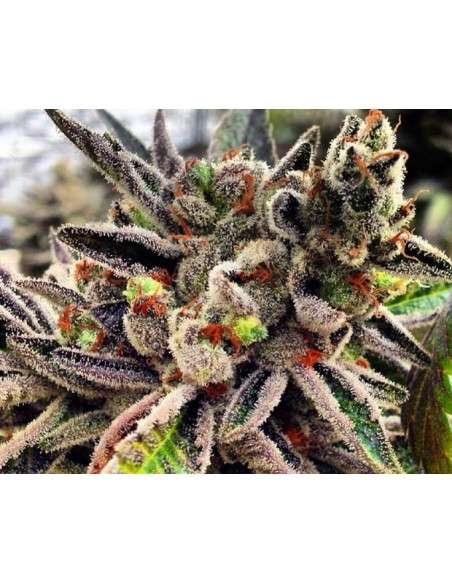 RARE DANKNESS - Scotts OG - 2