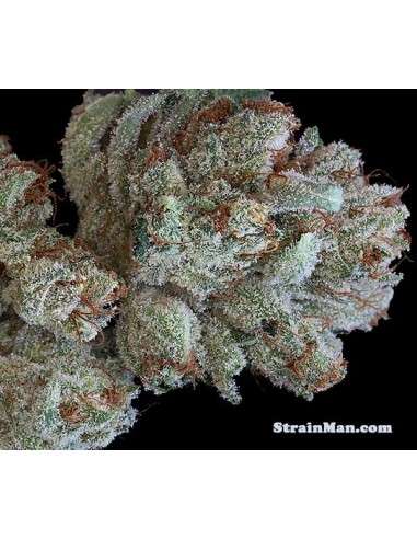 RARE DANKNESS - Scotts OG - 3