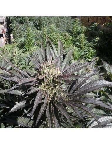 FRENCH TOUCH SEEDS - Frencheese - 1