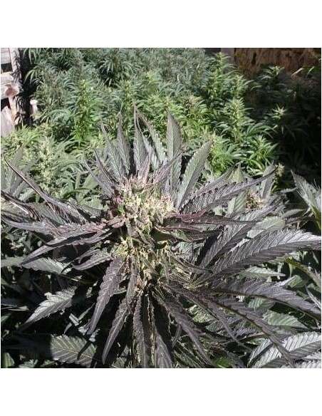 FRENCH TOUCH SEEDS - Frencheese - 1