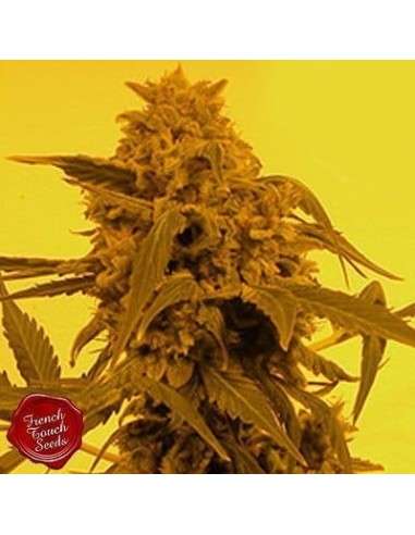 FRENCH TOUCH SEEDS - Guillotine Auto - 1