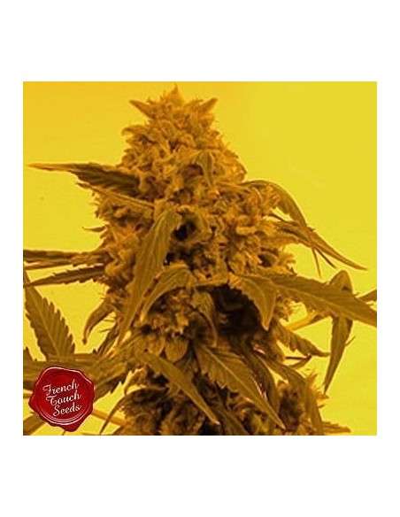 FRENCH TOUCH SEEDS - Guillotine Auto - 1