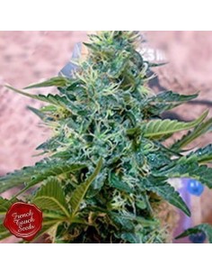 FRENCH TOUCH SEEDS - Sativa des Rois - 1