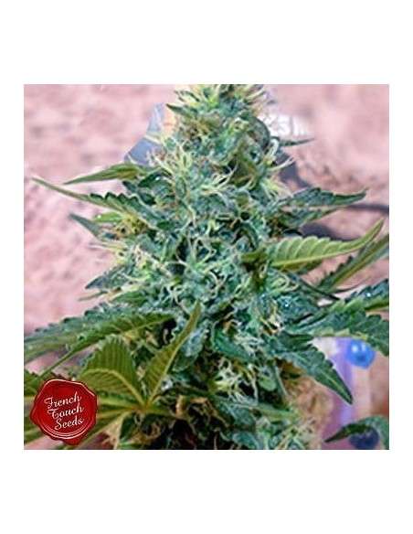 FRENCH TOUCH SEEDS - Sativa des Rois - 1