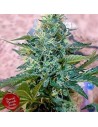 FRENCH TOUCH SEEDS - Sativa des Rois - 1