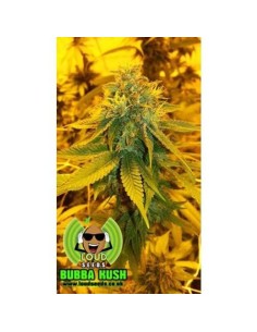 LOUD SEEDS - Bubba Kush Pre 98 - 1