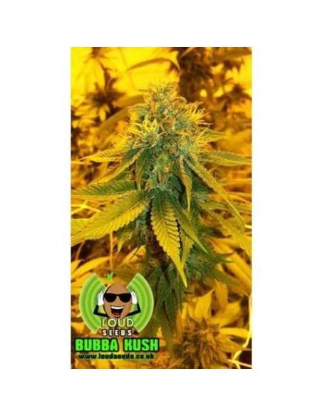 LOUD SEEDS - Bubba Kush Pre 98 - 1