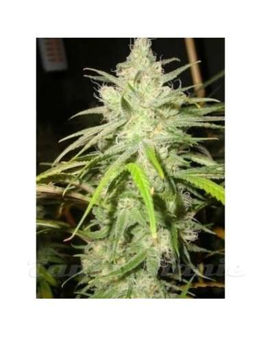 LOUD SEEDS - Dementia - 1
