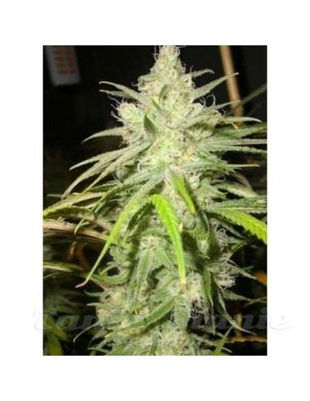 LOUD SEEDS - Dementia - 1