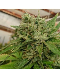 LOUD SEEDS - Headband 100% - 1