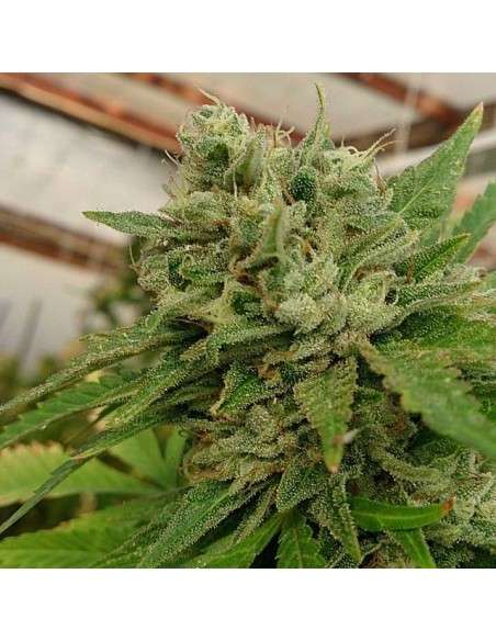 LOUD SEEDS - Headband 100% - 1