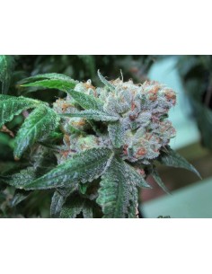 LOUD SEEDS - Sour Diesel - 1
