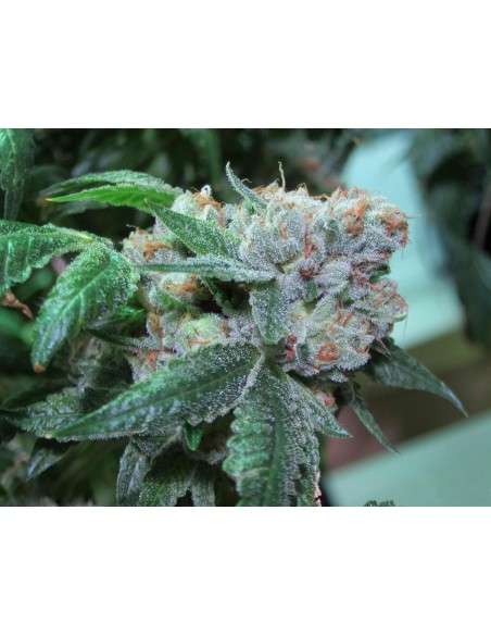 LOUD SEEDS - Sour Diesel - 1