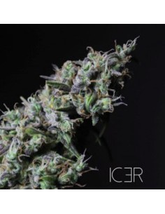 R-KIEM SEEDS - Icer - 1