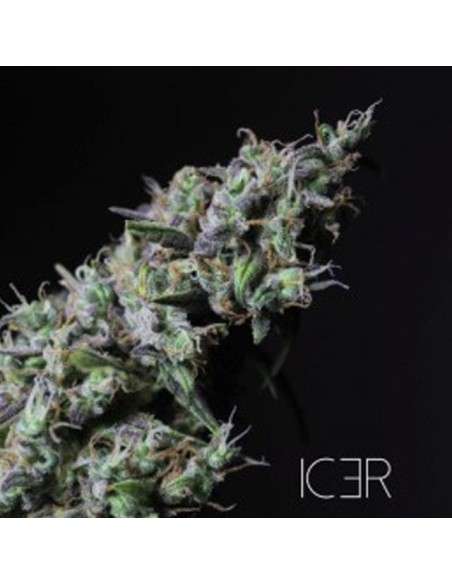 R-KIEM SEEDS - Icer - 1