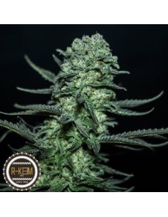 R-KIEM SEEDS - Muse - 1