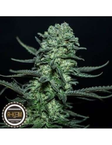 R-KIEM SEEDS - Muse - 1