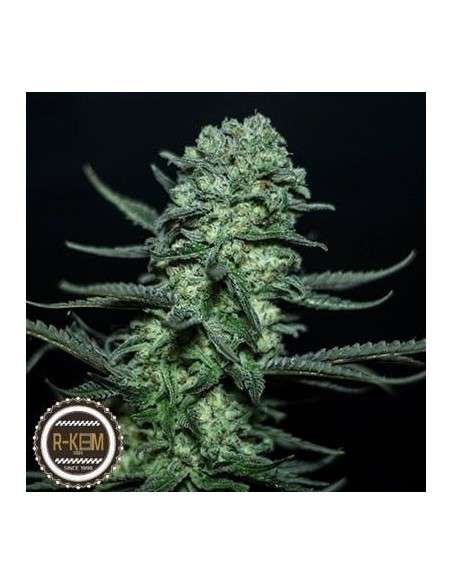 R-KIEM SEEDS - Muse - 1