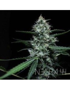 R-KIEM SEEDS - Negra 44 - 1