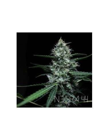 R-KIEM SEEDS - Negra 44 - 1