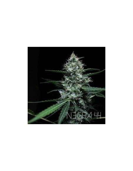 R-KIEM SEEDS - Negra 44 - 1