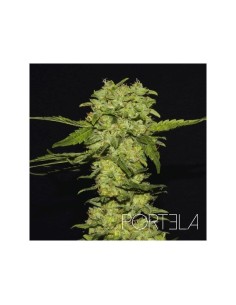 R-KIEM SEEDS - Portela - 1