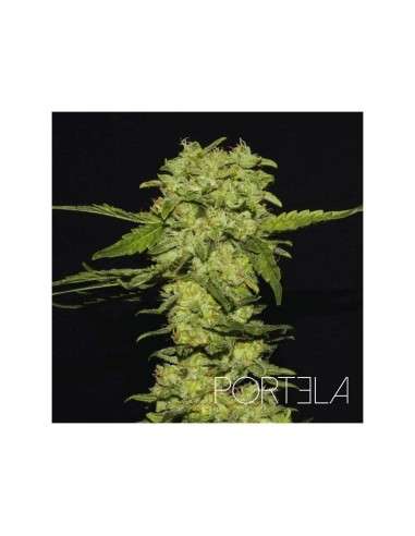R-KIEM SEEDS - Portela - 1