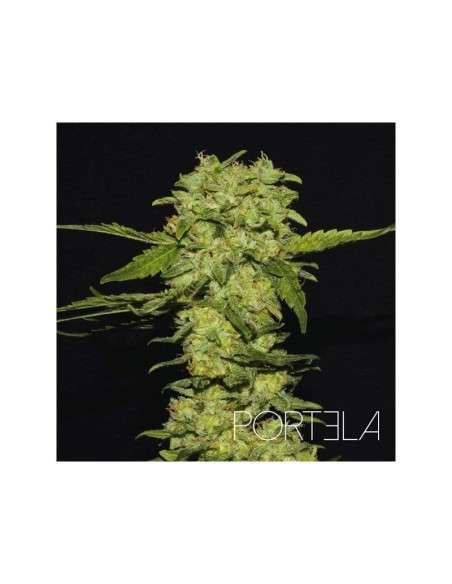 R-KIEM SEEDS - Portela - 1