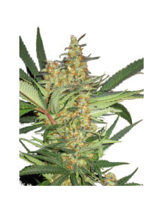 SUPER STRAINS - Amajikoym - 1 2