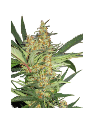 SUPER STRAINS - Amajikoym - 2