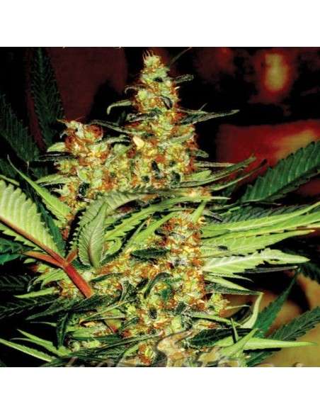 SUPER STRAINS - Amajikoym - 3
