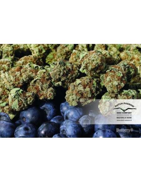 DUTCH PASSION - Blueberry - 8
