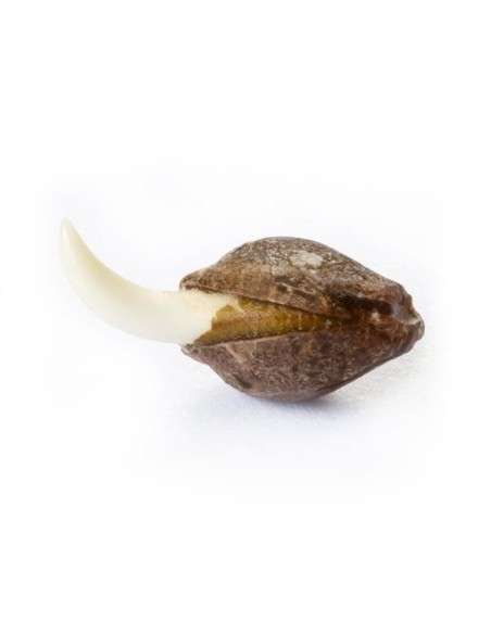 ROYAL QUEEN SEEDS - Easy Bud Auto - 3