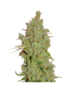 SUPER STRAINS - Amnesia - 1 2