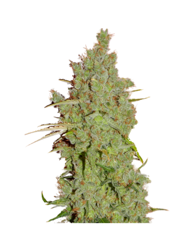 SUPER STRAINS - Amnesia - 2