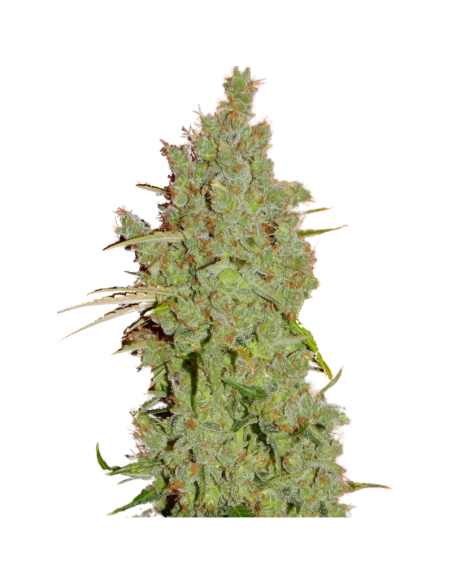 SUPER STRAINS - Amnesia - 2