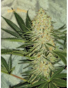 SUPER STRAINS - El Cucaracha - 1 2