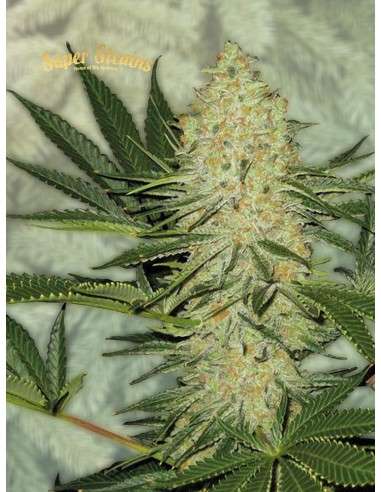 SUPER STRAINS - El Cucaracha - 2