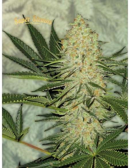 SUPER STRAINS - El Cucaracha - 2