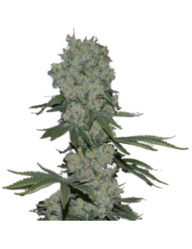 SUPER STRAINS - Enemy of the State - 2