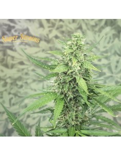 SUPER STRAINS - Next of Kin - 1 2