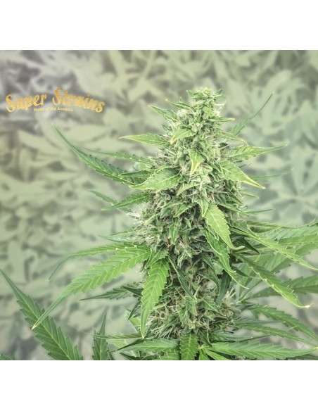 SUPER STRAINS - Next of Kin - 2