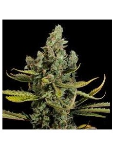 VIP SEEDS - Cheese - 1