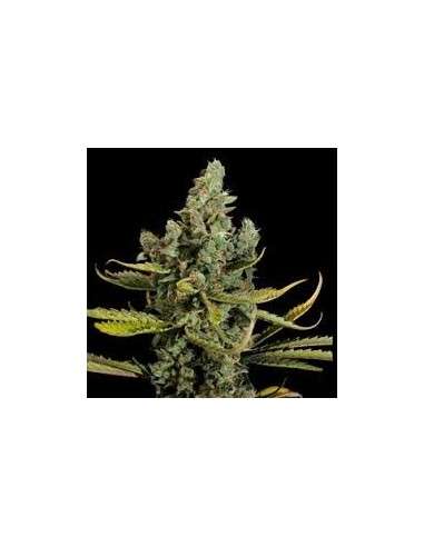 VIP SEEDS - Cheese - 1